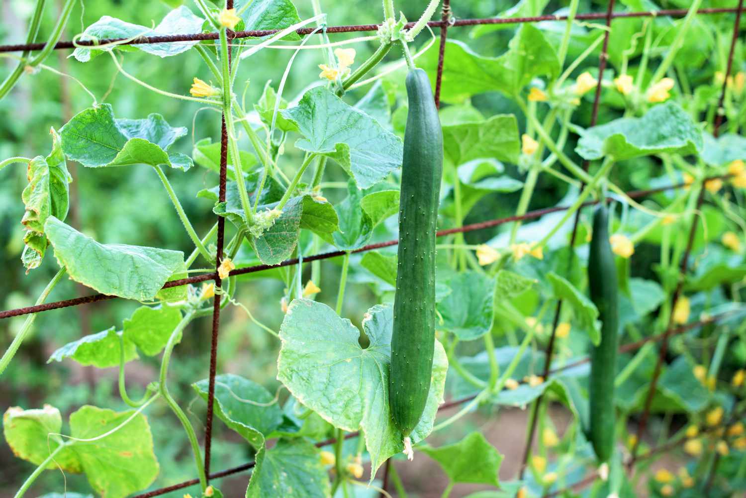 closeup of english cucumbers hanging from vines growing on rusty hardware fencing in garden