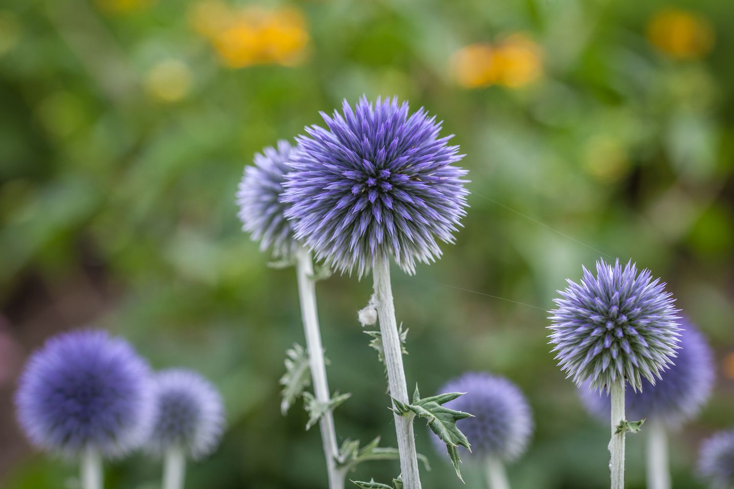 Oursin bleu (Echinops ritro) Small globe thistle.