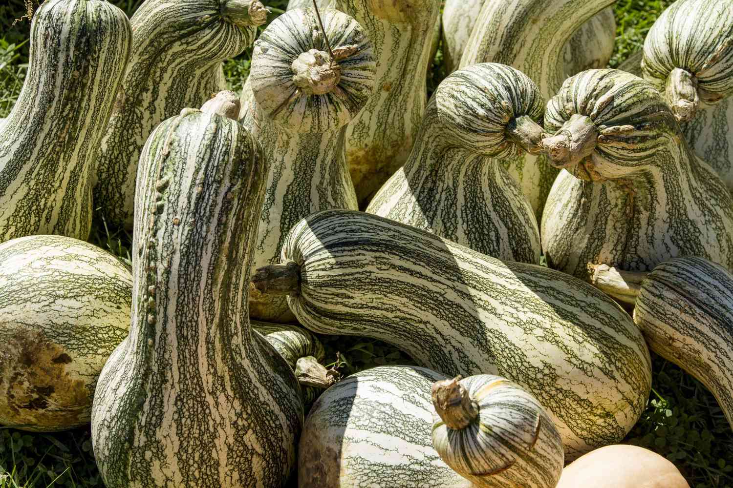 Green Striped Cushaw Squash