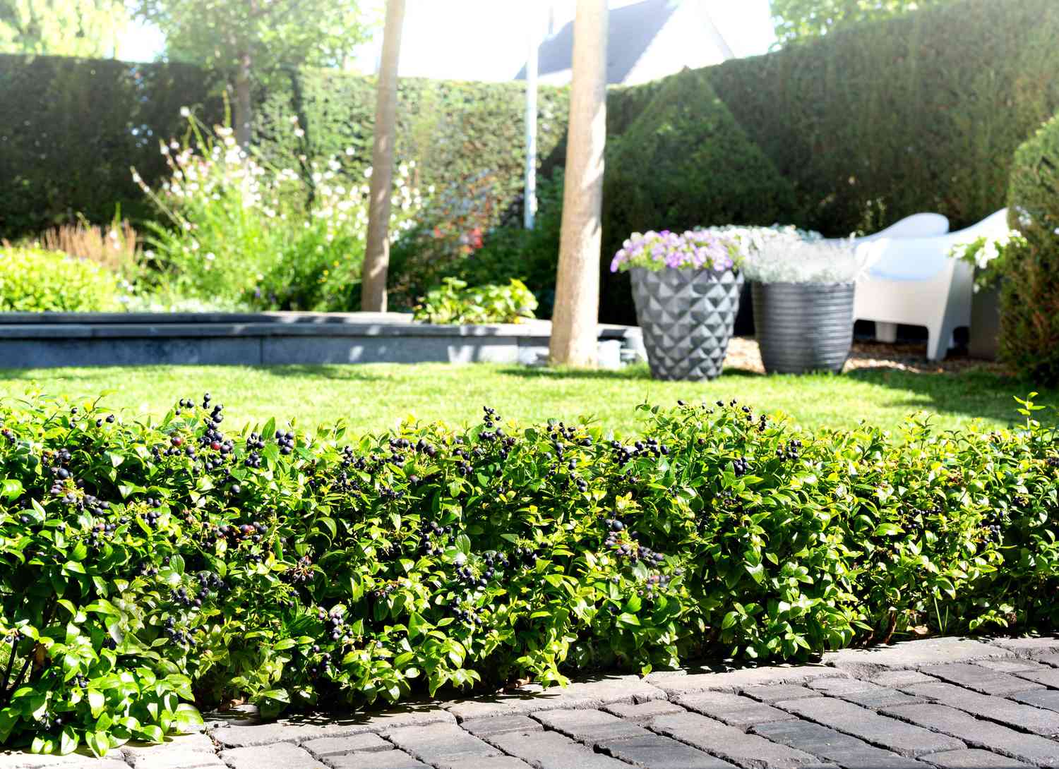 Berrybux shrub near a stone path