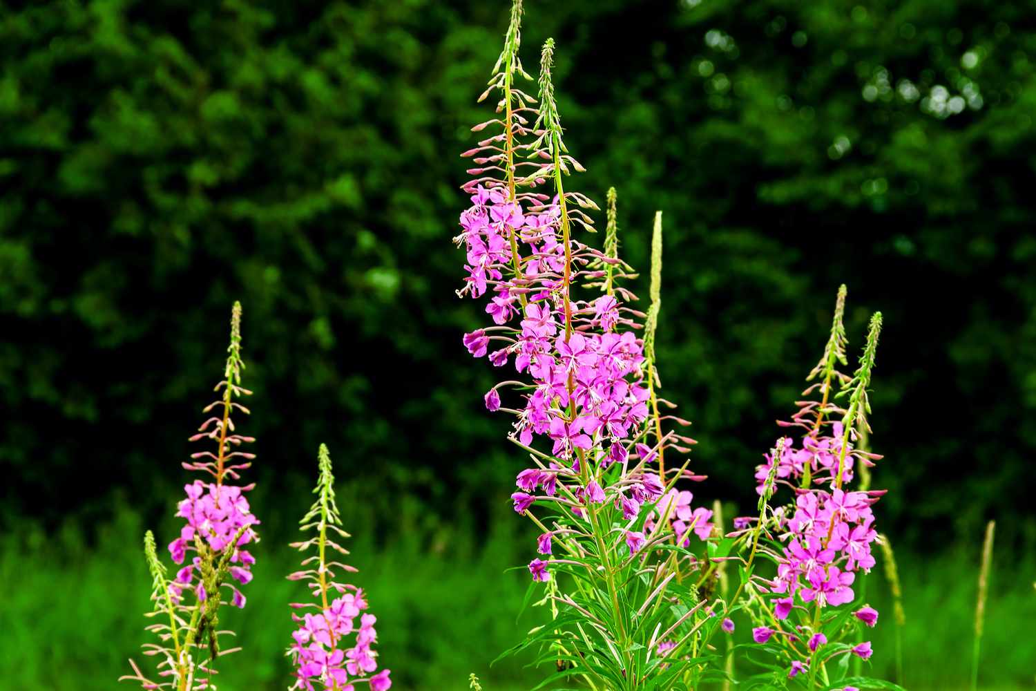 fireweed closeup