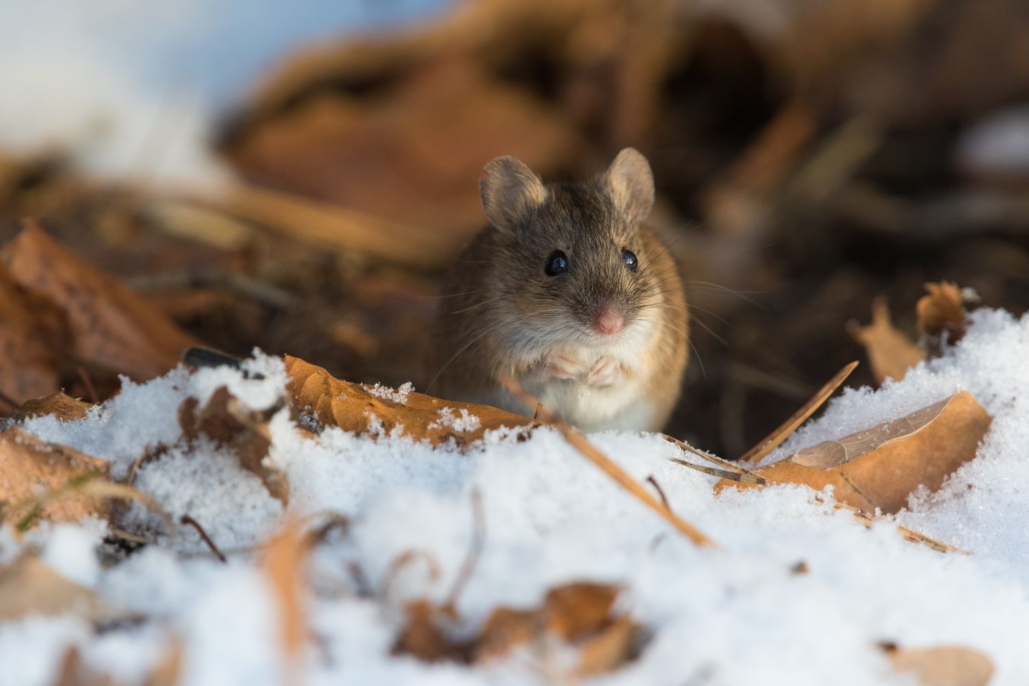 A small mouse sitting on snowcovered leaves
