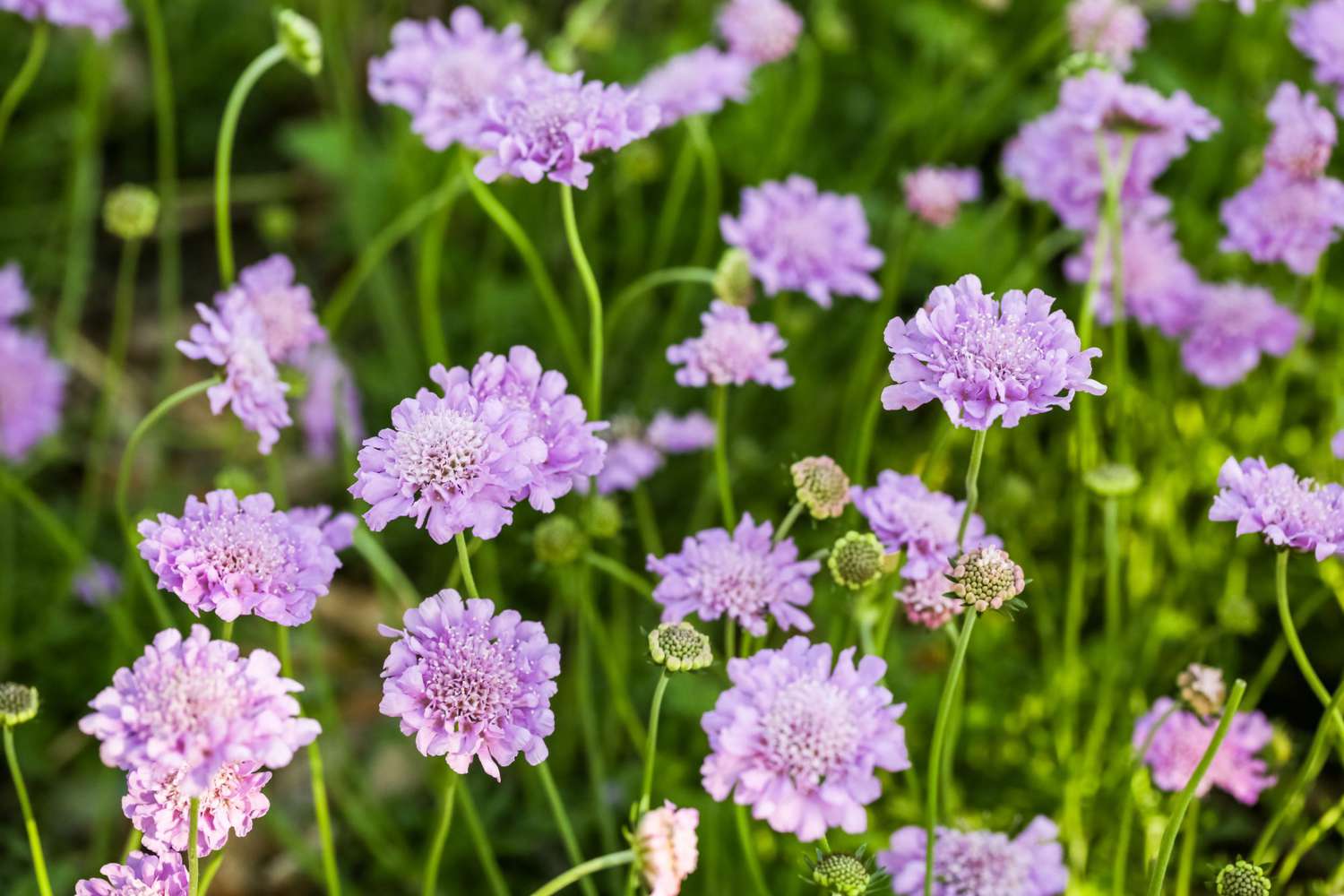 Blooming Scabiosa