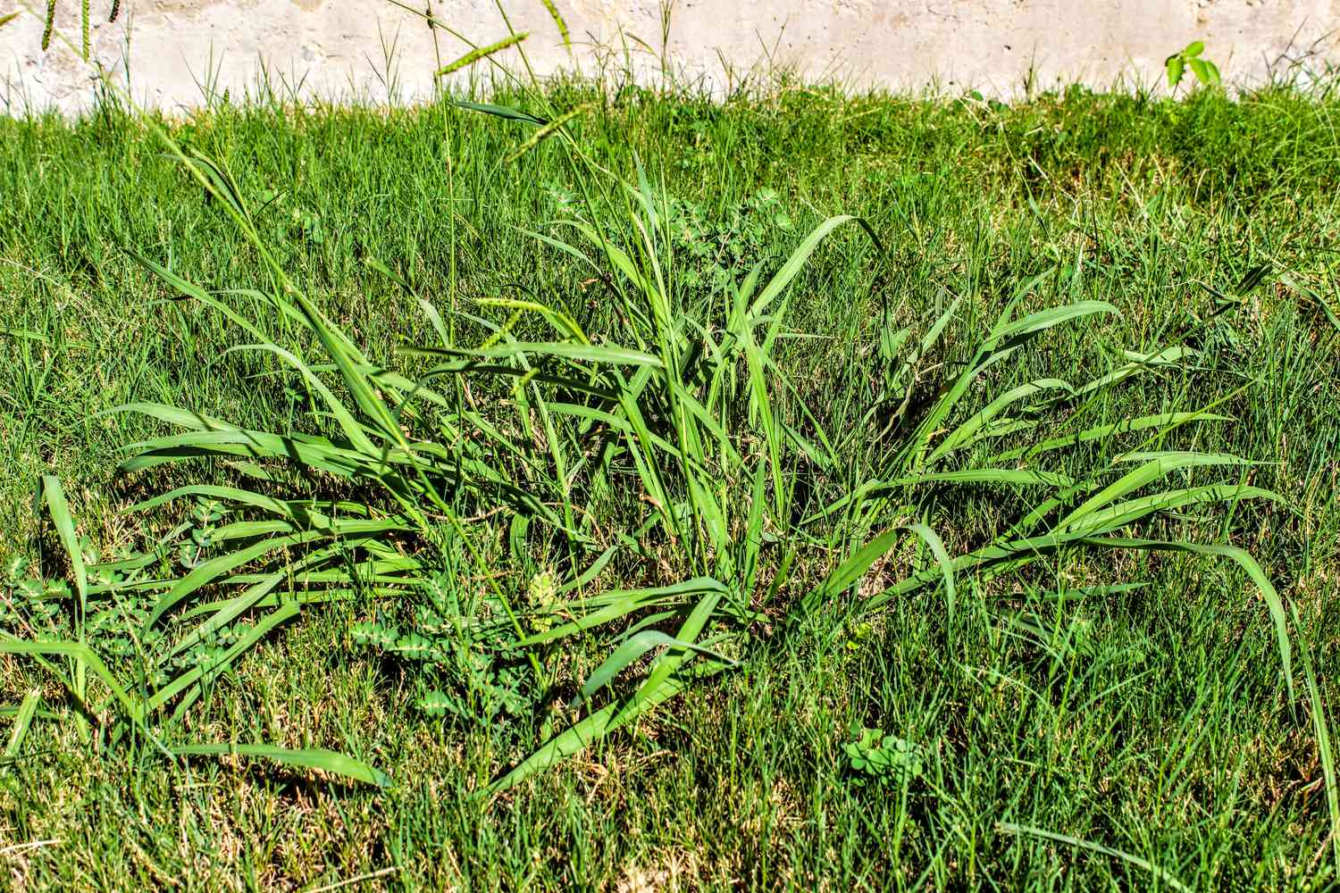 Crabgrass in lawn