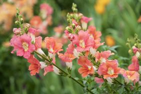 Snapdragon in garden