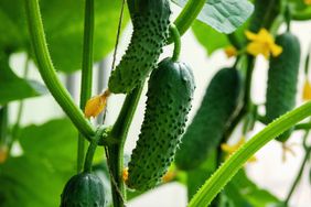 cucumbers growing in a garden