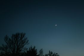 Trees silhouetted against a twilight sky with the crescent moon and a small bright object visible