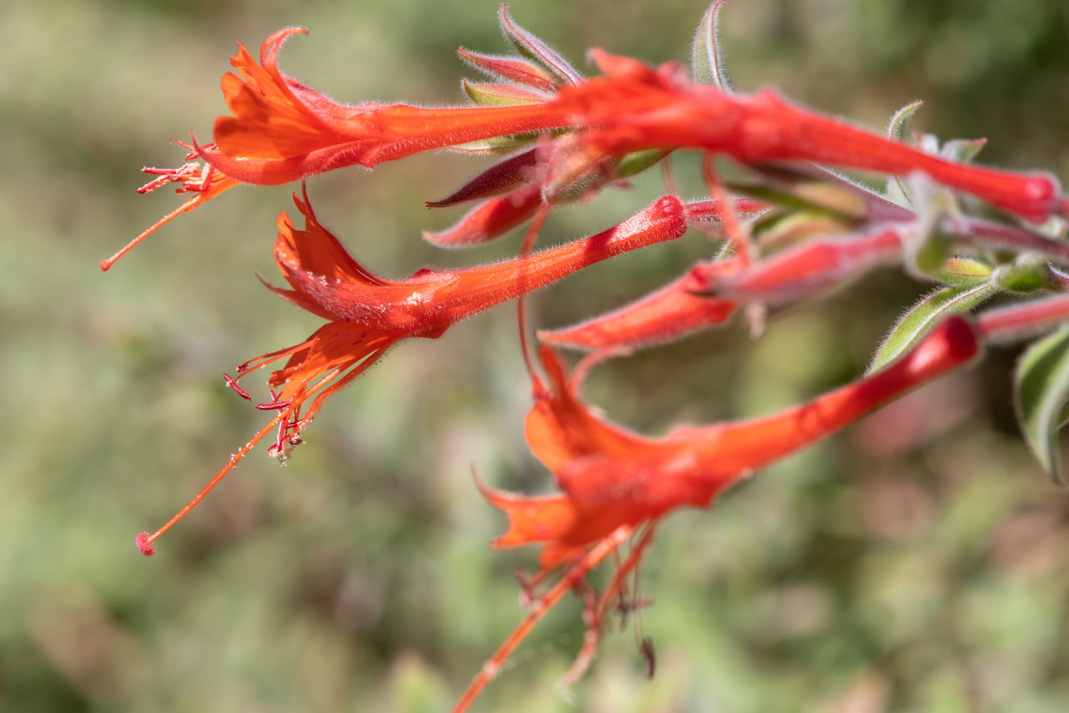 Closeup of tubular red flowers on a blurred green background