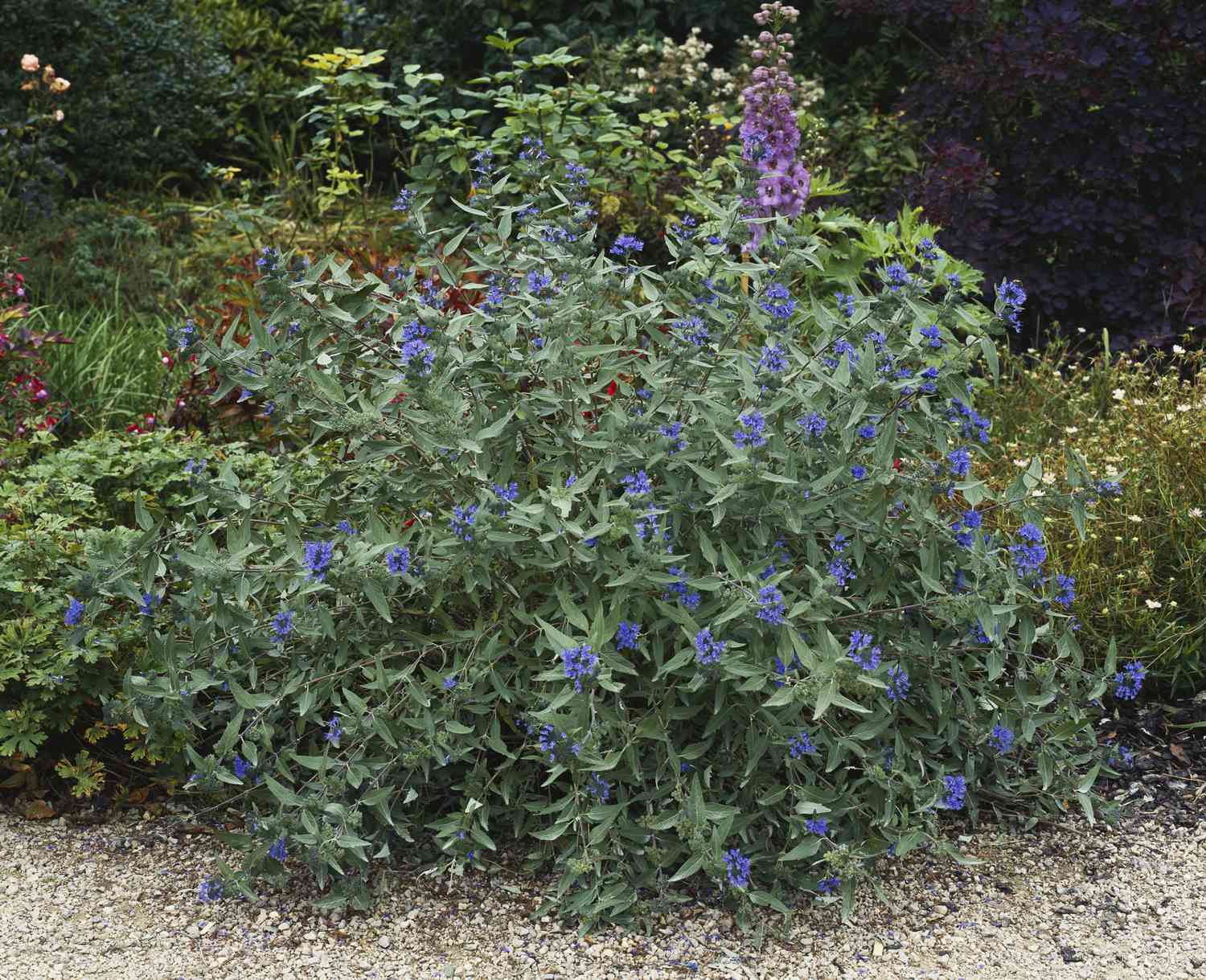 Caryopteris (Bluebeard) growing in formal garden