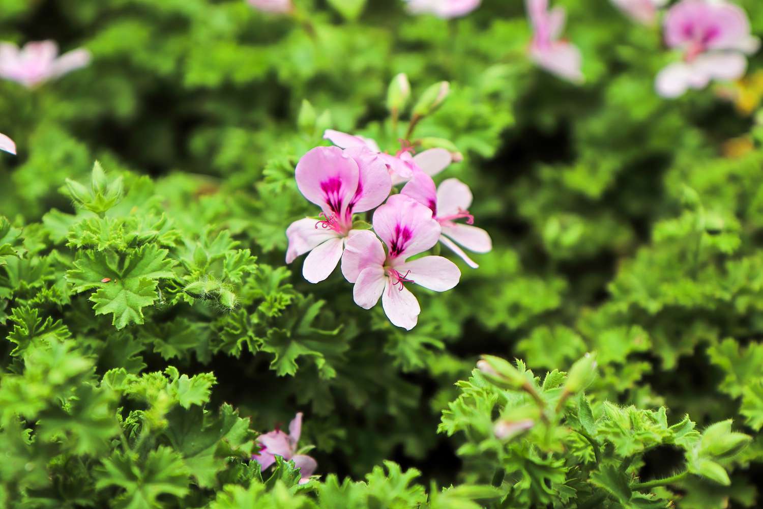 pink flower on citronella plant