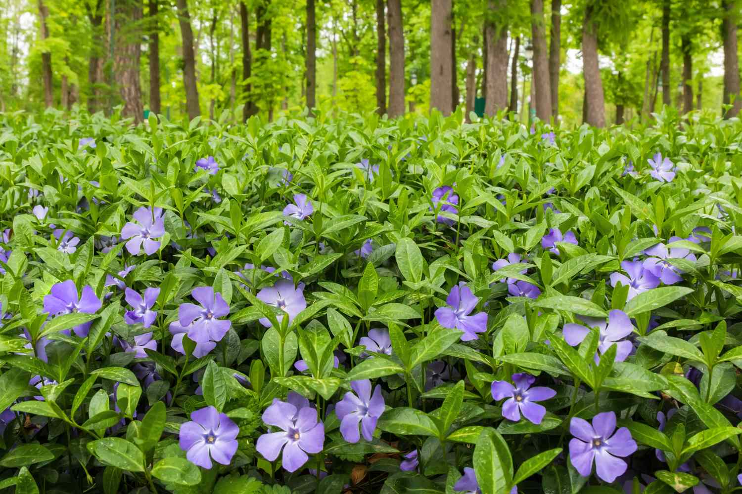 A lush green forest floor with numerous purple flowers and trees in the background