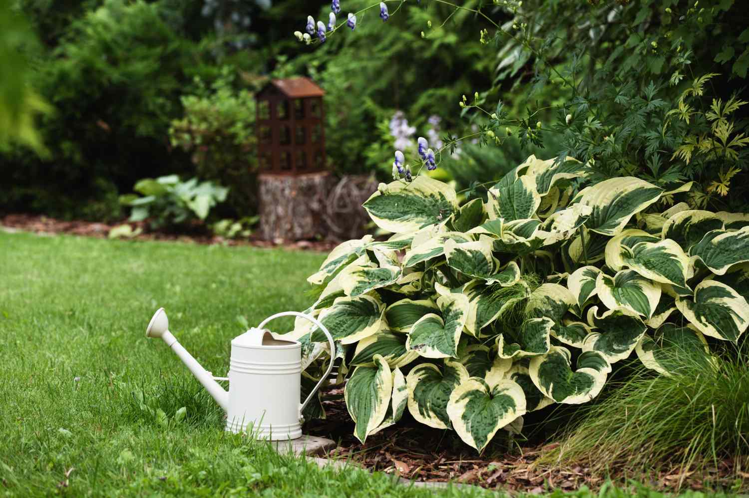 hostas in garden