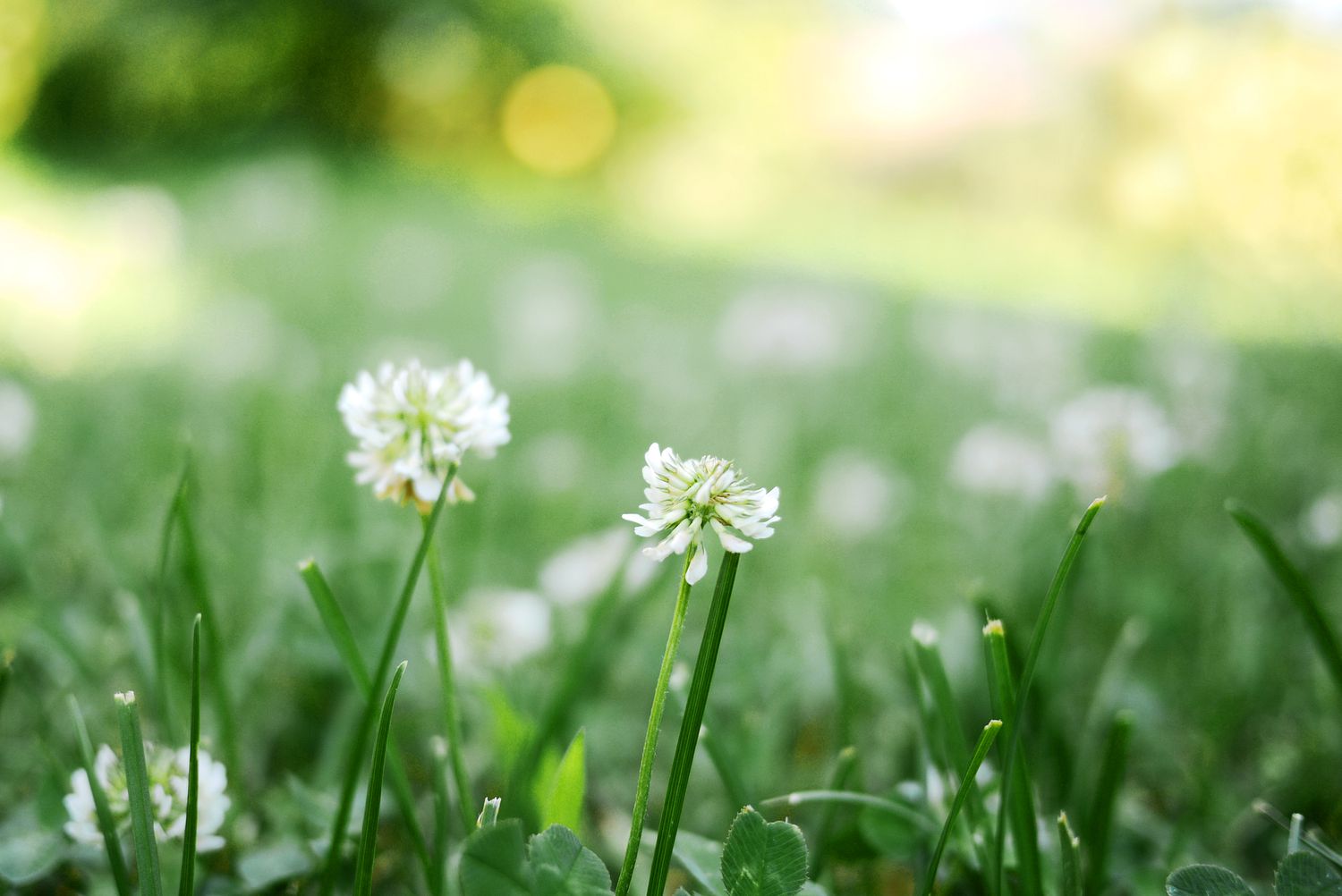 Meadow with white clover (Trifolium repens)
