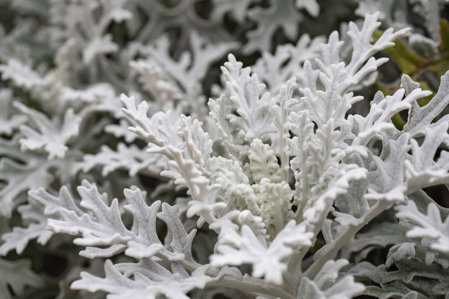 Pure white dusty miller. Close-up.