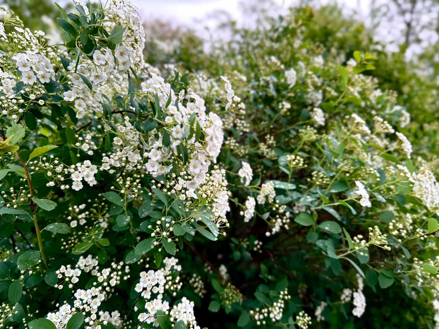 A bush covered with small blooming flowers in an outdoor setting