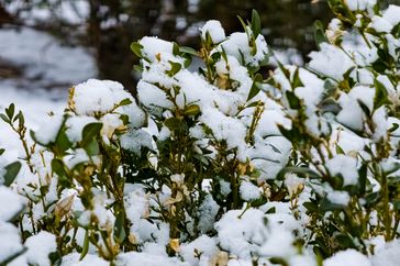 Snowcovered boxwood shrub in a natural setting