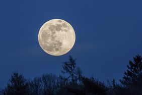 Full moon rising above treetops at night