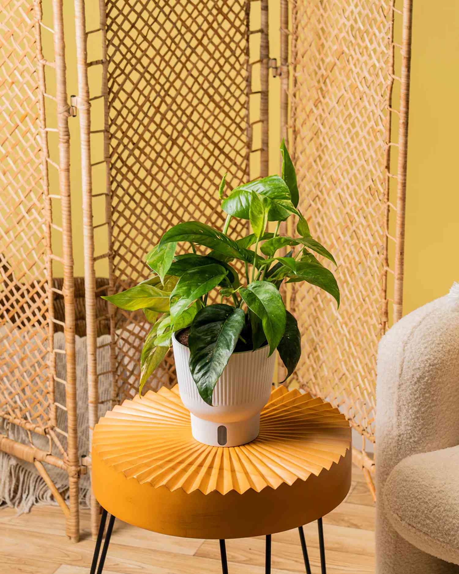 Albo variety of a pothos plant on an orange table