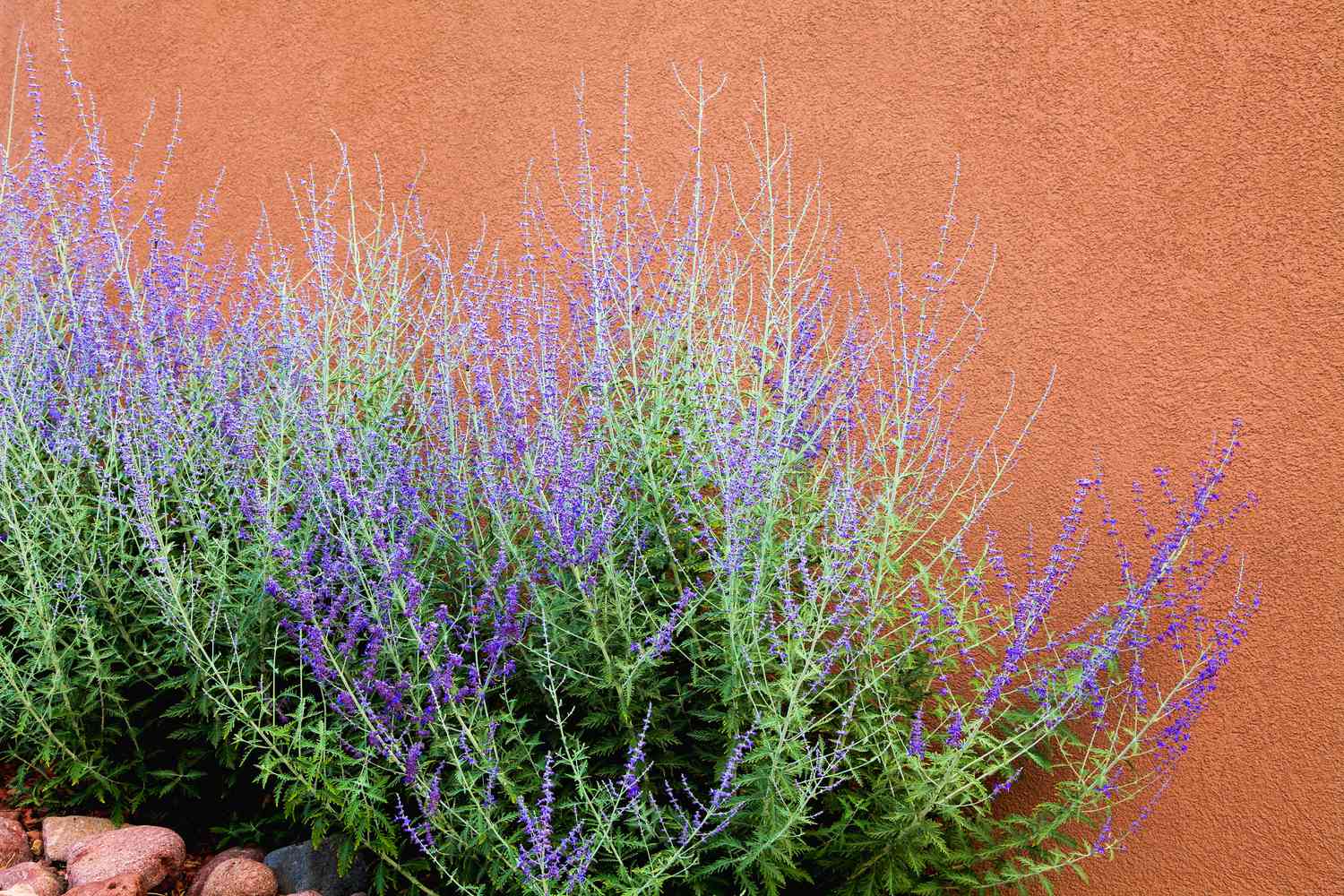 Russian Sage purple plant