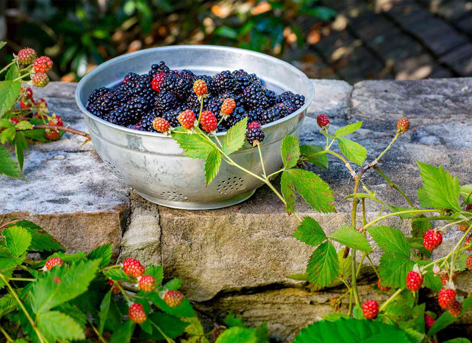 thornless blackberry plant and colander with berries