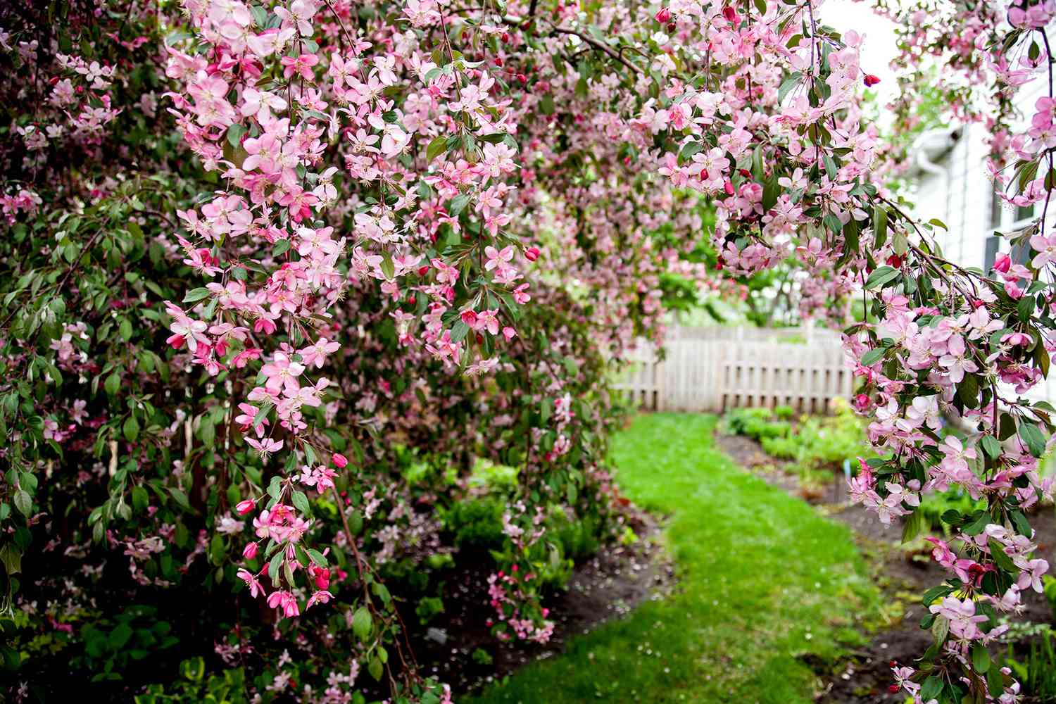 Crabapple Malus Ruby Tears