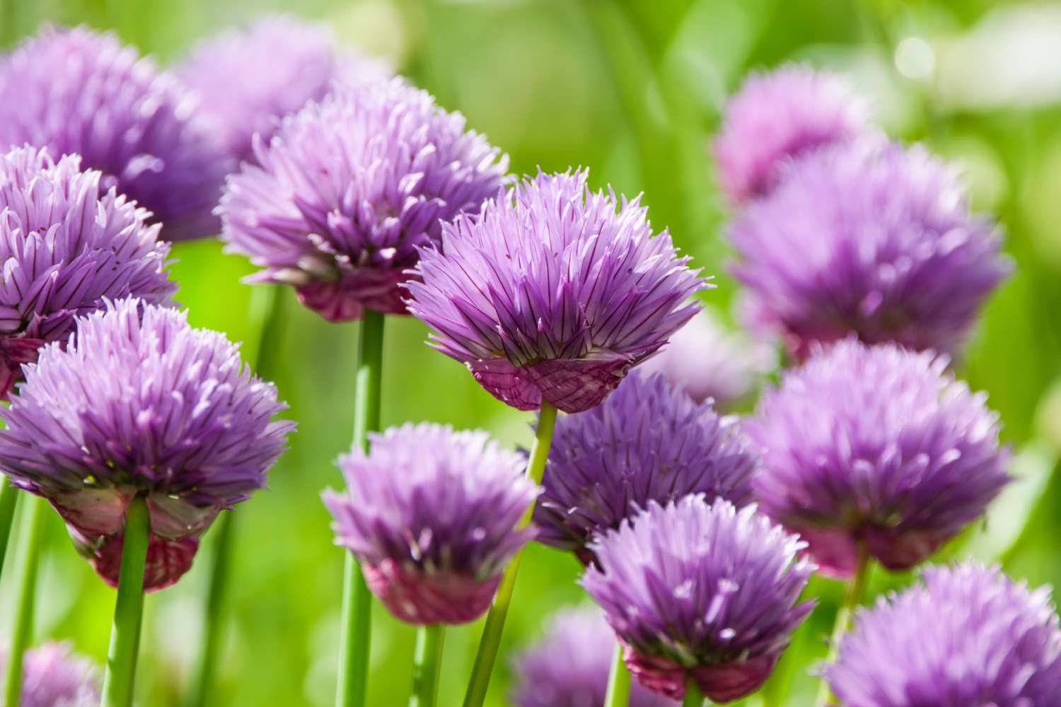 Chives in small garden