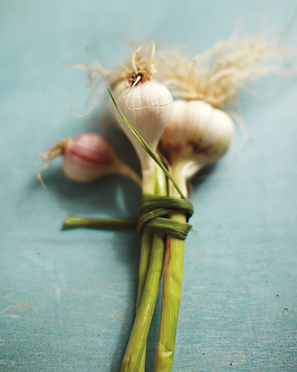 fresh garlic