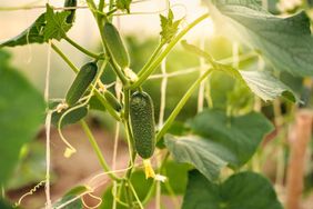 Cucumber on trellis