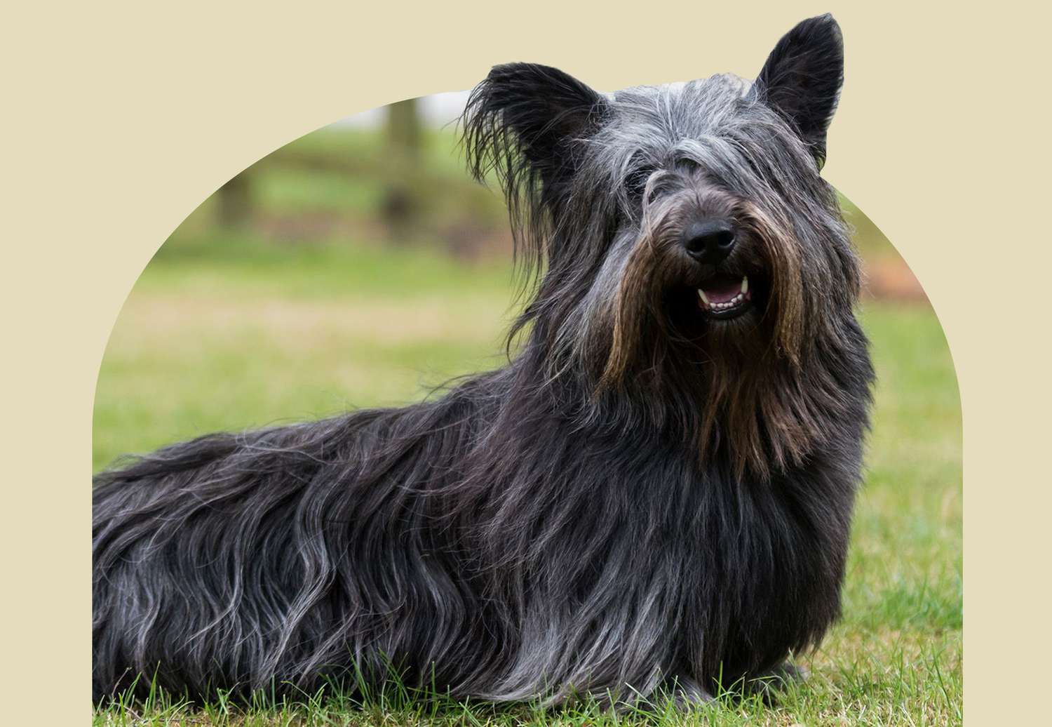 Skye Terrier