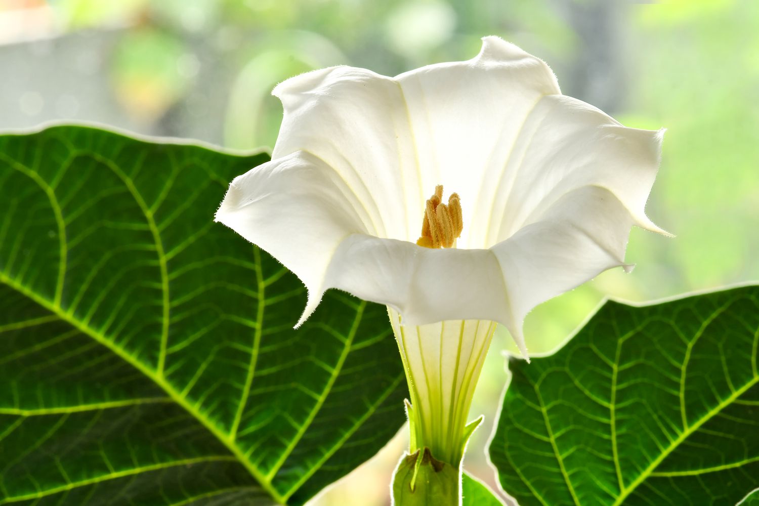 Angel's Trumpet