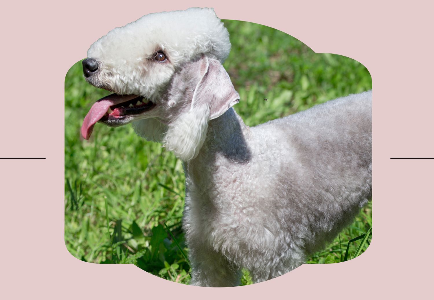Bedlington terrier