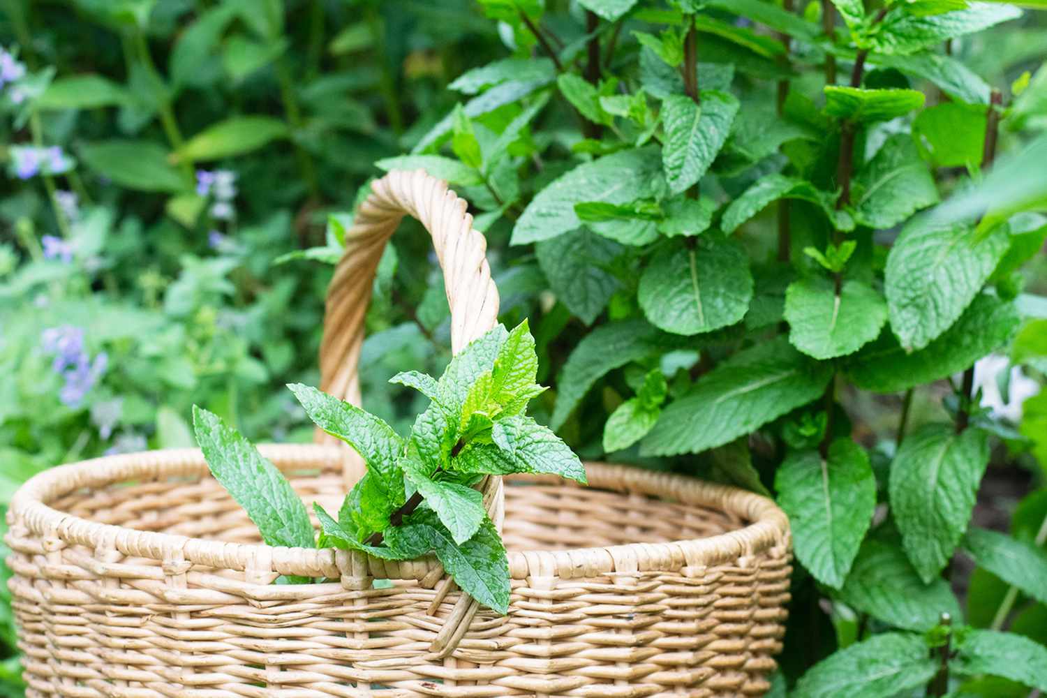 Mint in basket