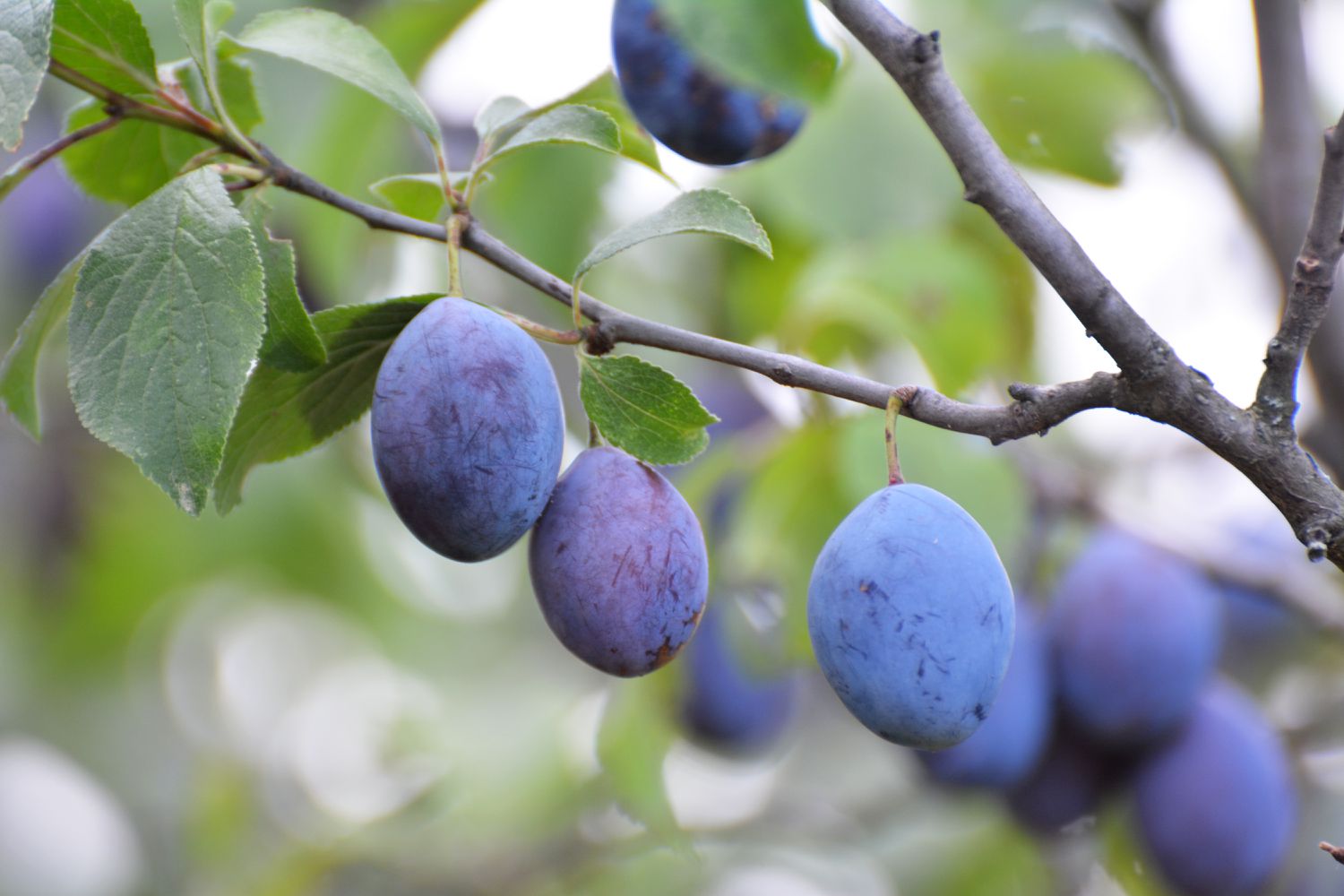 prune type plum tree with oblong fruit