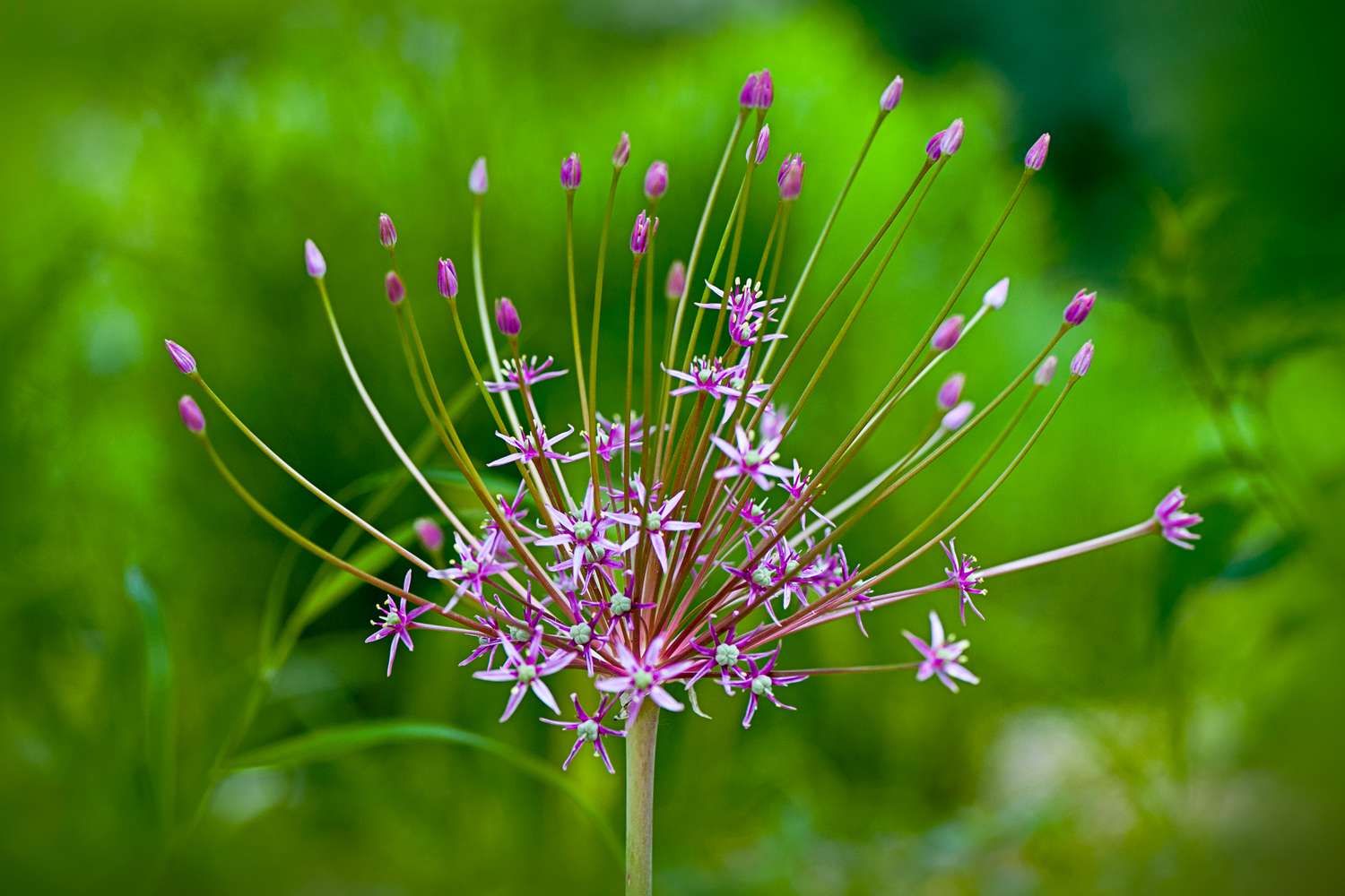 Allium Schubertii