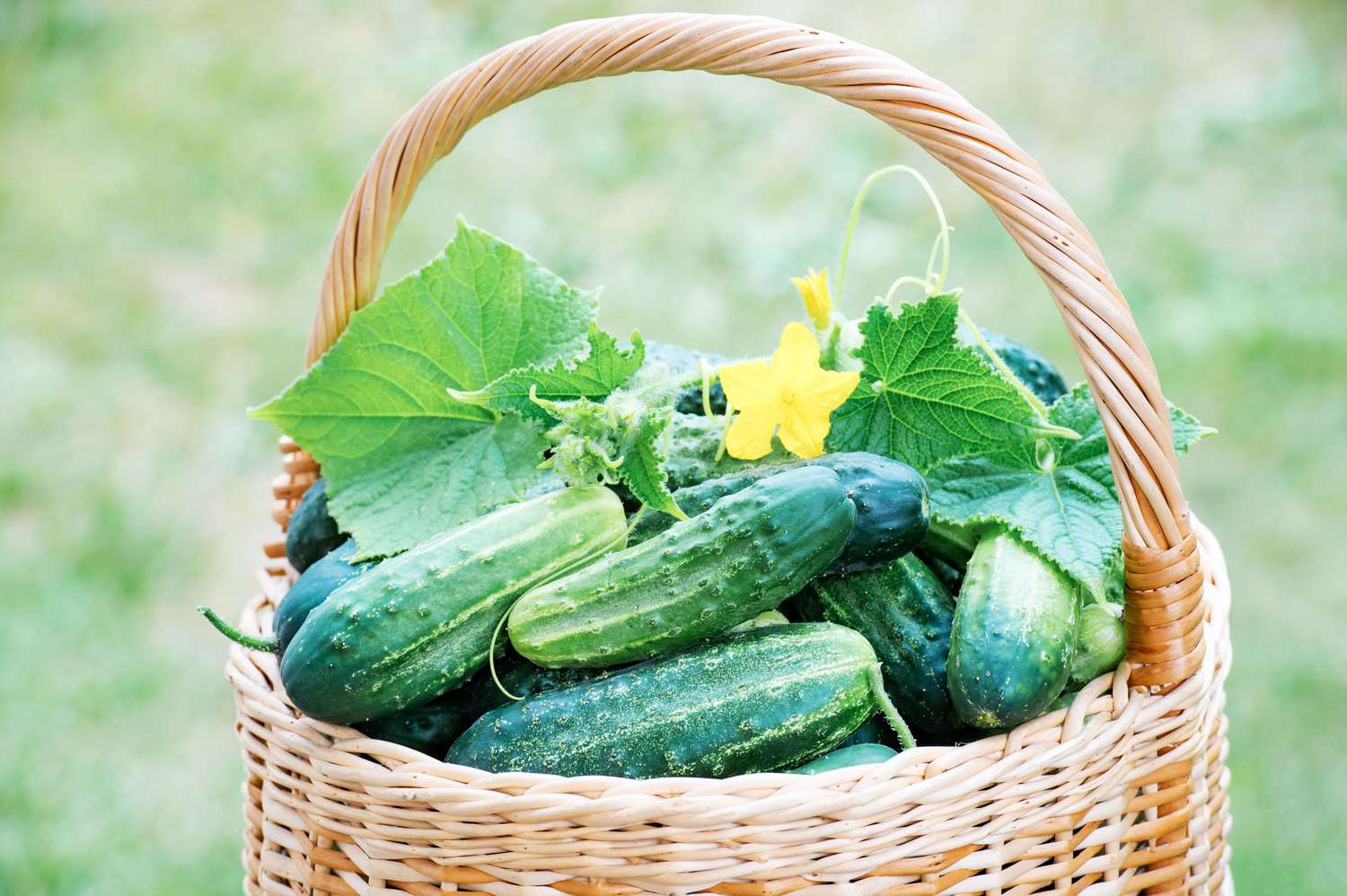 Basket of cucumbers