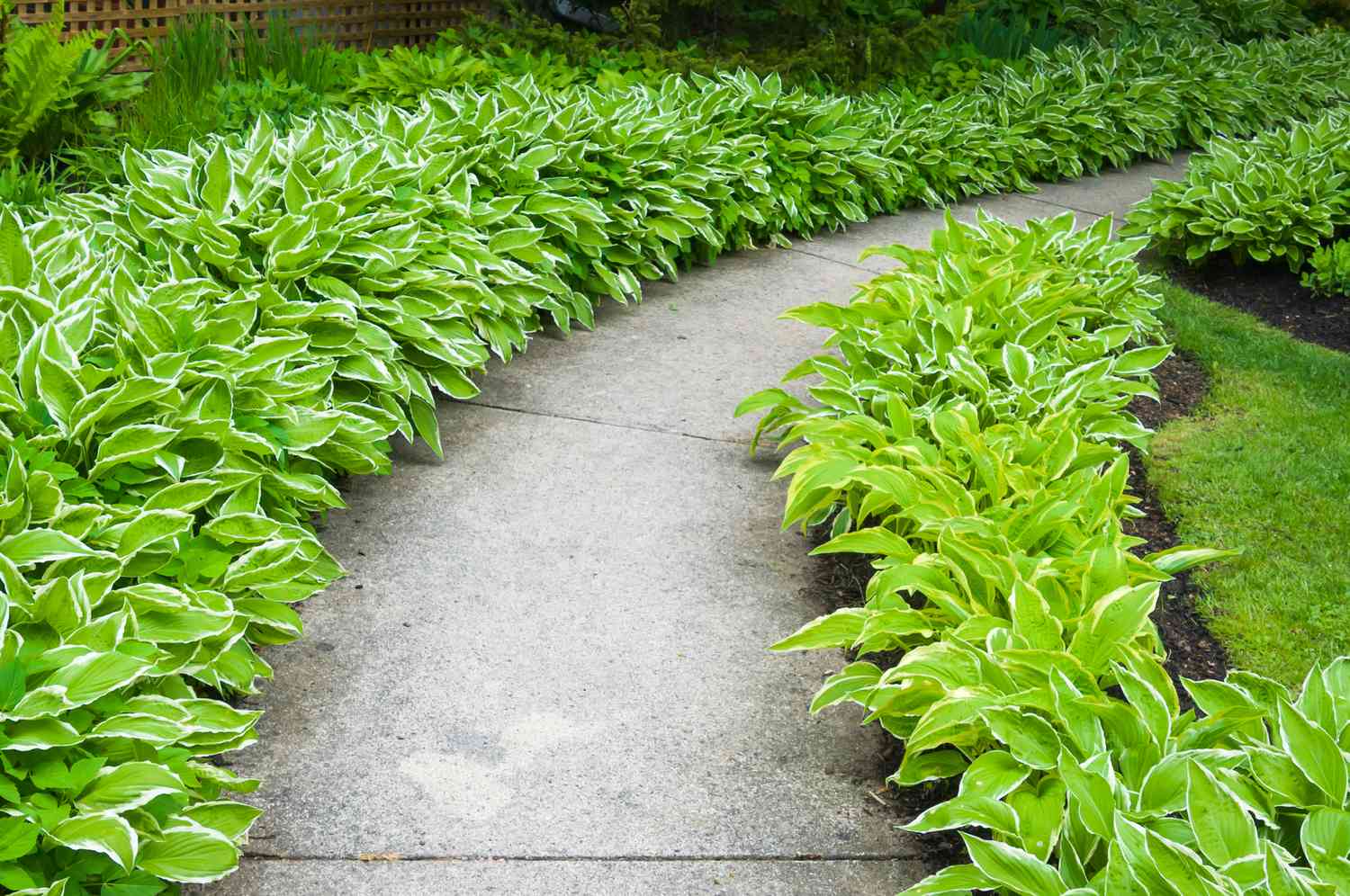 A curved cement walkway leads through beds of hosta plants in Maine.