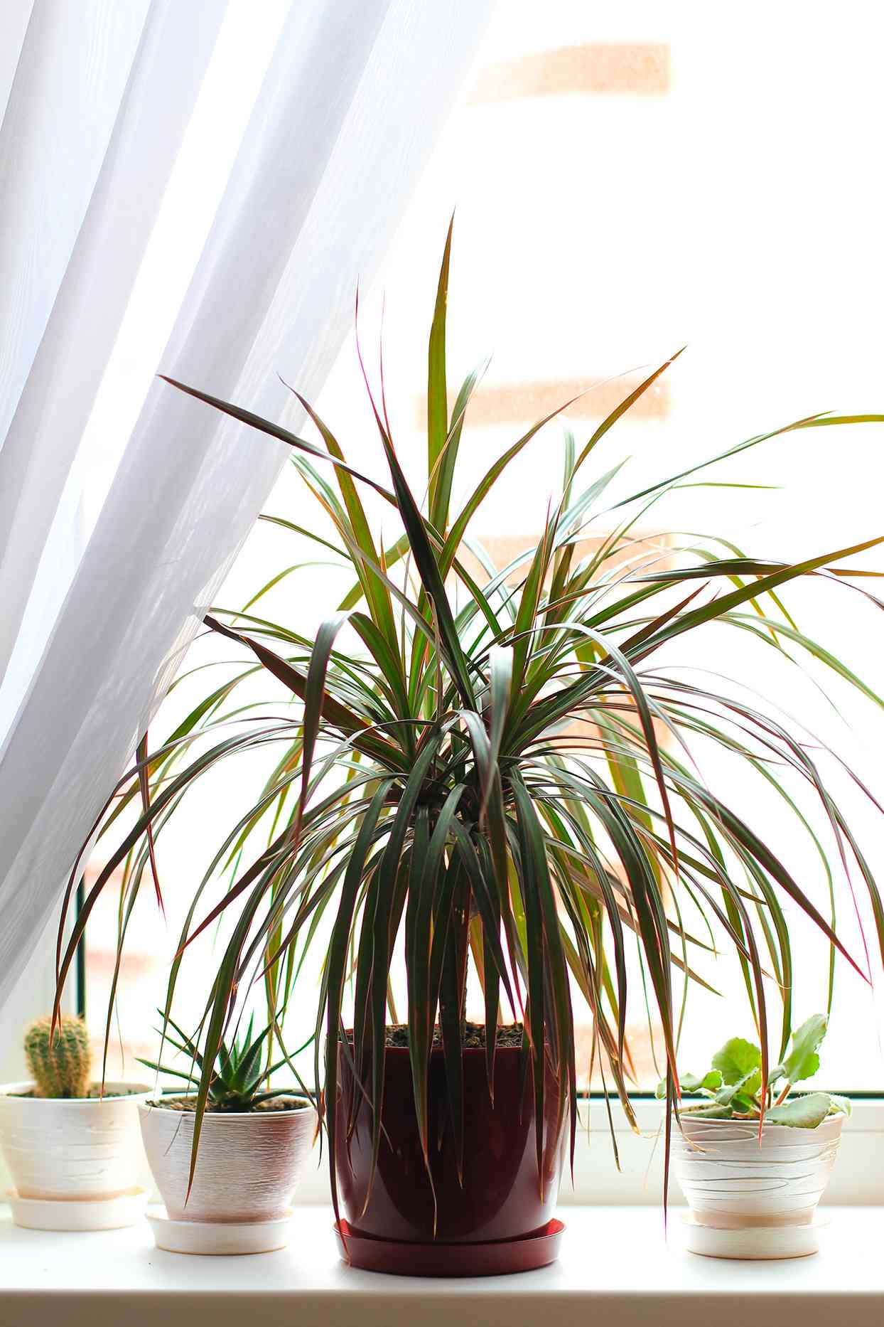 Dracaena plant in front of window with smaller plants