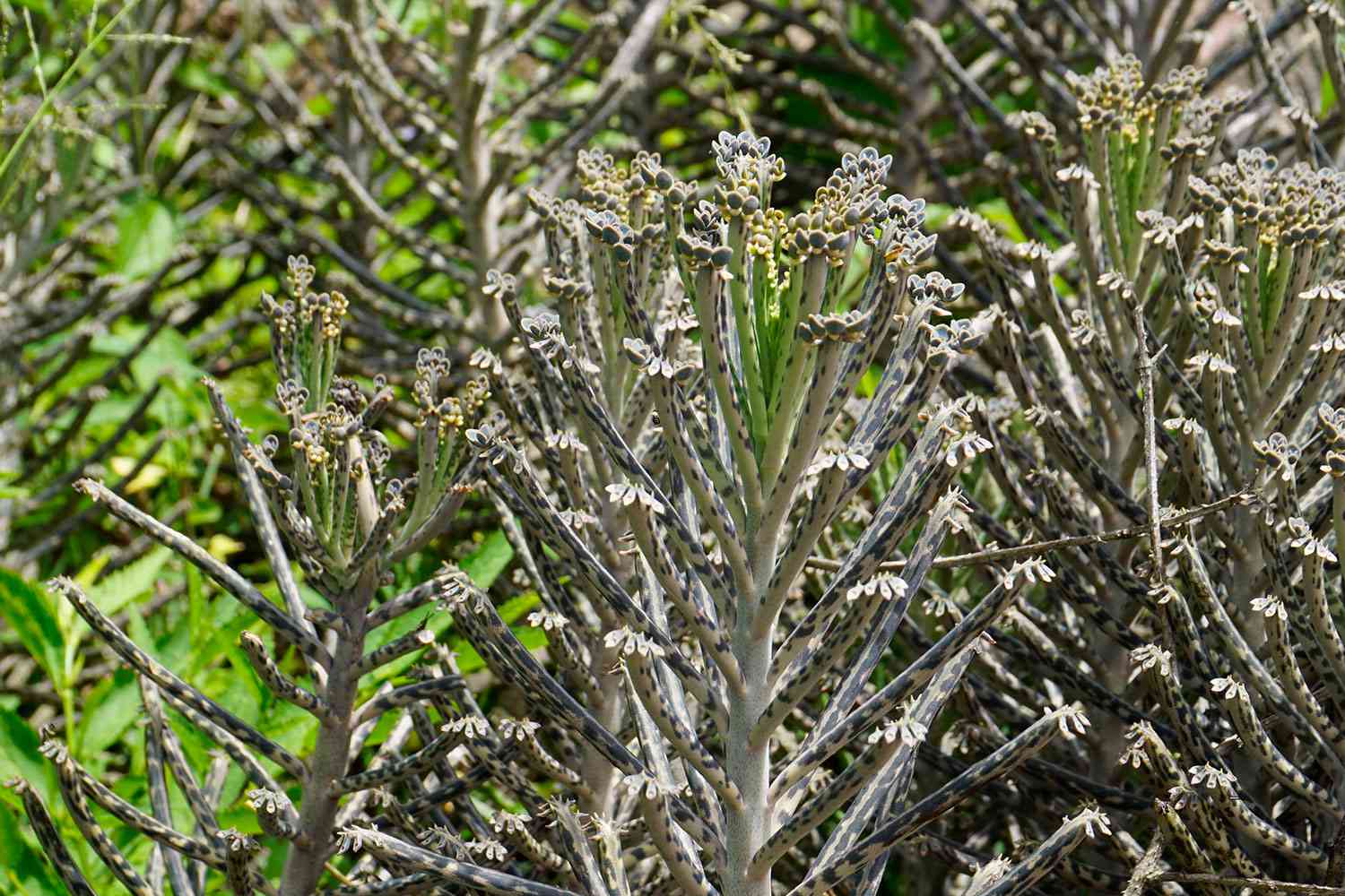 Mother of millions succulent