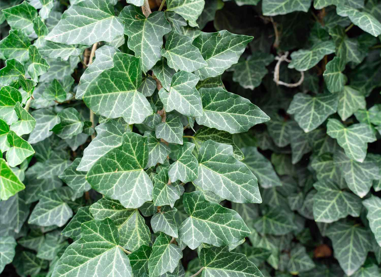 English Ivy ground cover