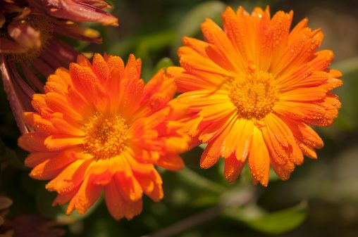 CalendulaMariaMosolovaGetty.jpg