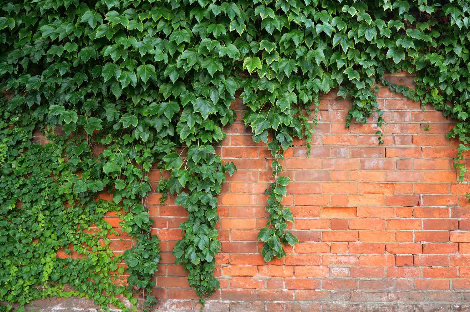 Ivy growing on wall