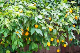 A Meyer lemon tree with fruit and foliage hanging over a fence