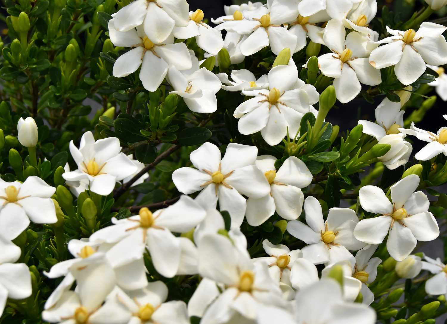 Snow Girl flowering shrub