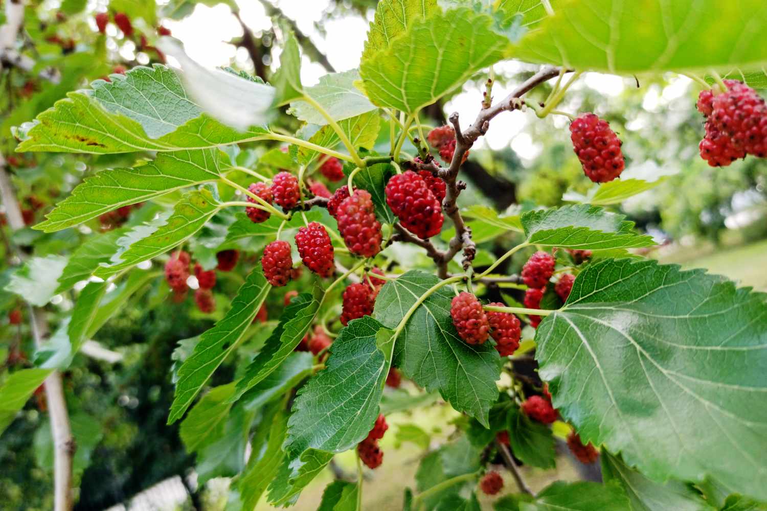 Ripening mulberries hanging on tree branches