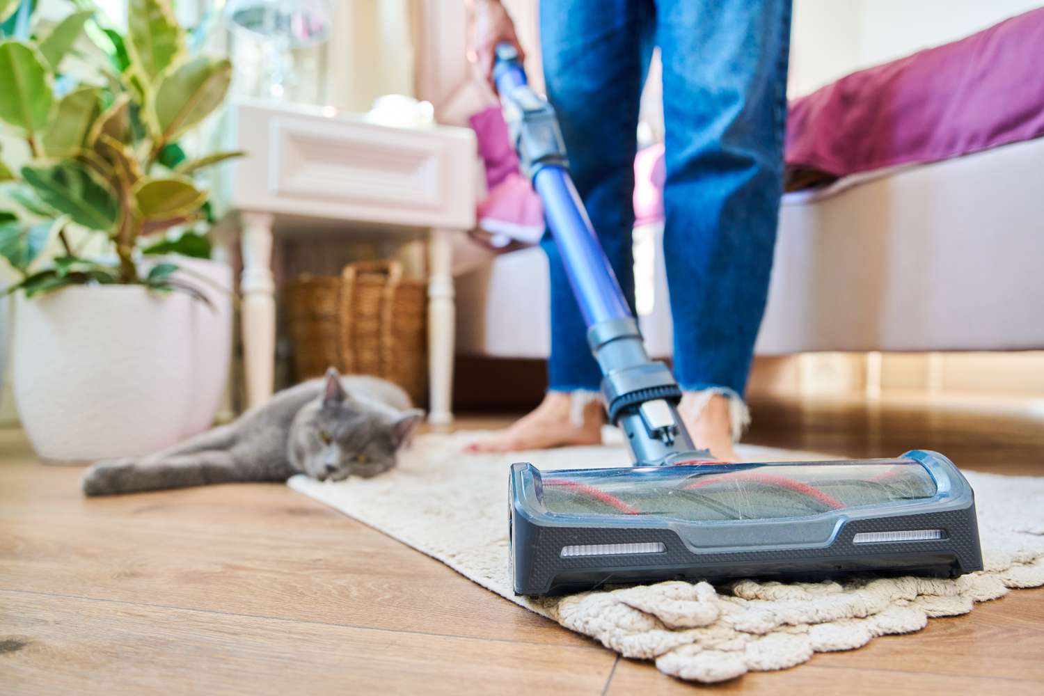 Vacuuming rug in bedroom with cat laying down