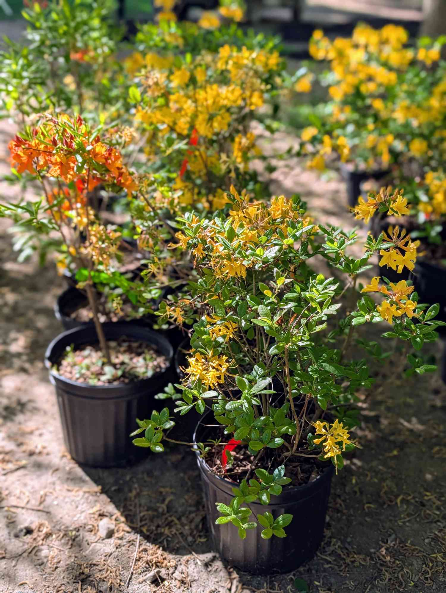 Azaleas in containers