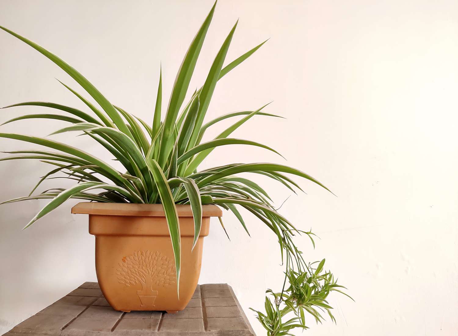 spider plant