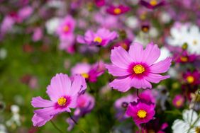 Cosmos field in the park
