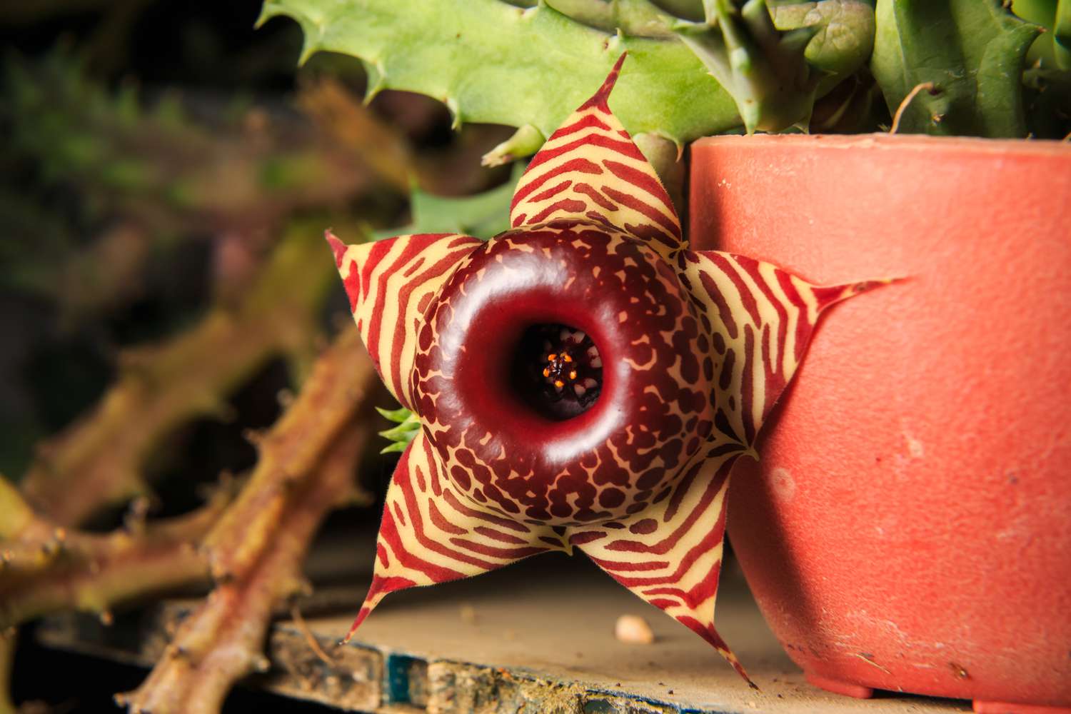 Huernia Zebrina cactus flower