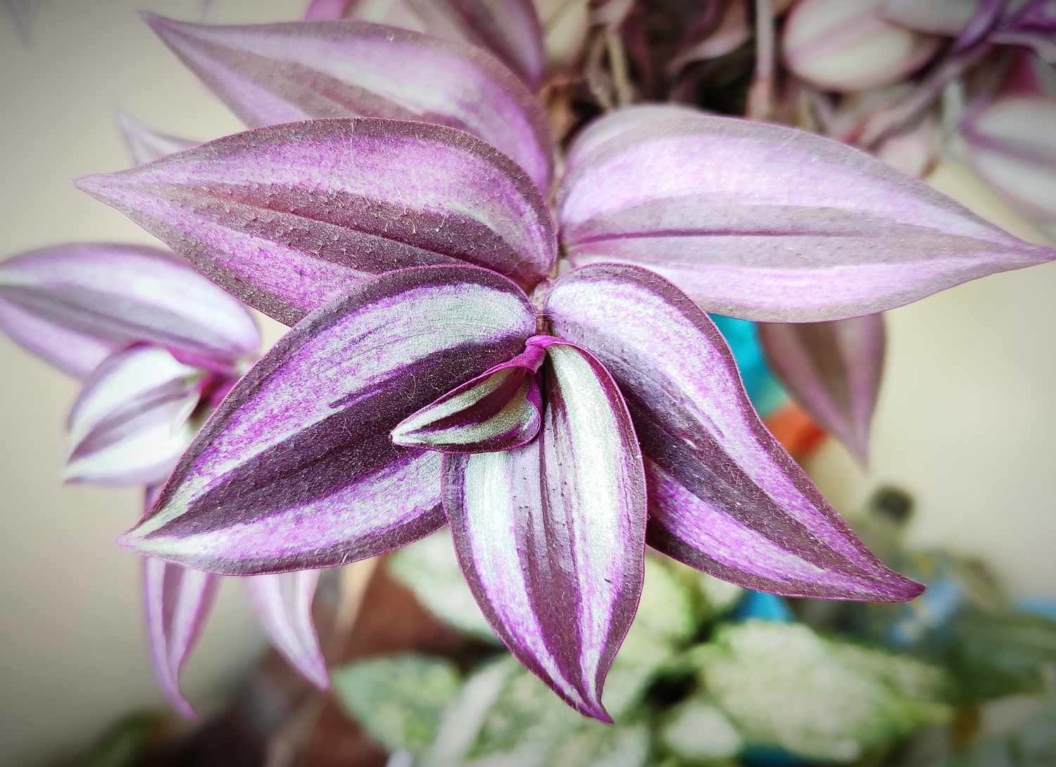 close up of a purple inch plant